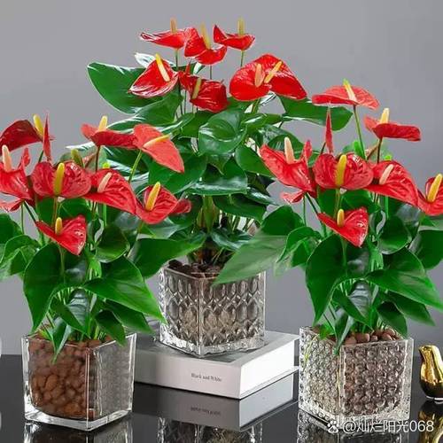 养红掌做好4点新叶呼呼长一年四季花开不断红艳艳 范文模稿