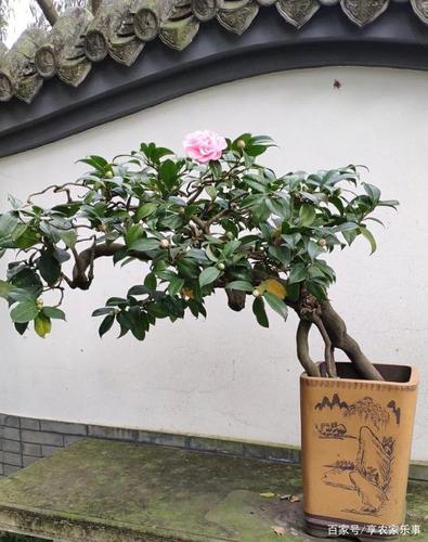 茶花盆栽日常养护施肥疏蕾勤换盆花大色艳 范文模稿