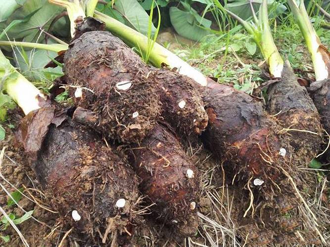 芋头的种植方法家里种几棵长得漂亮芋头多得吃不完 范文模稿