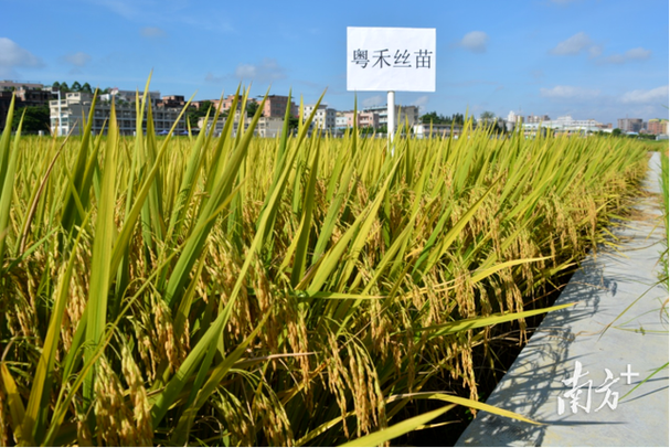 收藏2022年广东省农业主推技术果树u0026茶叶u0026花卉u0026综合篇 范文模稿