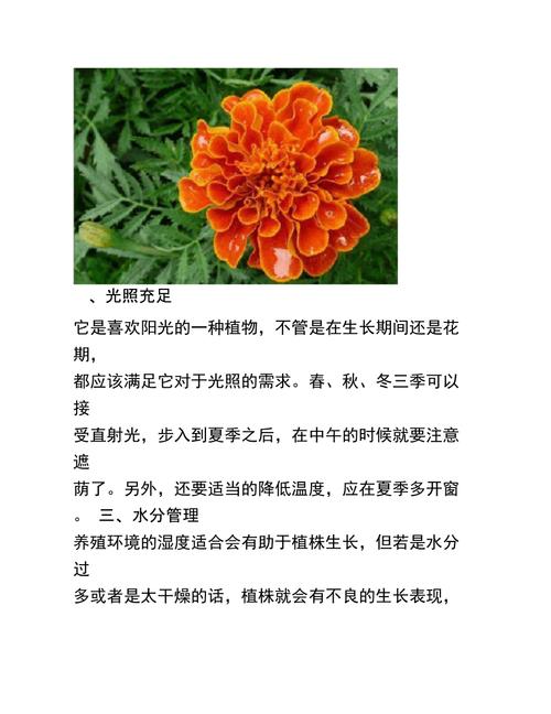 孔雀草园艺明珠的养护秘诀与四季变幻的魅力 范文模稿