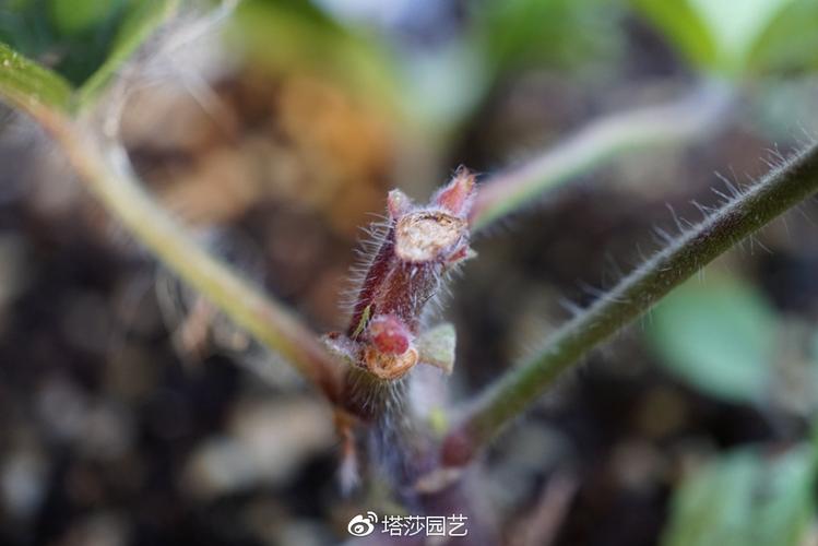 福建两广的冬天真的来了植物冬季怎么养护你知道吗 范文模稿