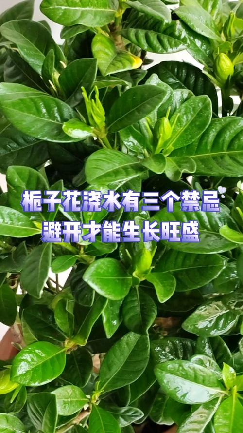 秋冬季栀子花这样养让它生长旺盛枝条健壮 范文模稿