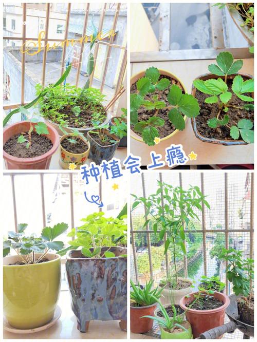 从花盆到餐桌居家绿植与水果蔬菜种植攻略让你轻松get 范文模稿