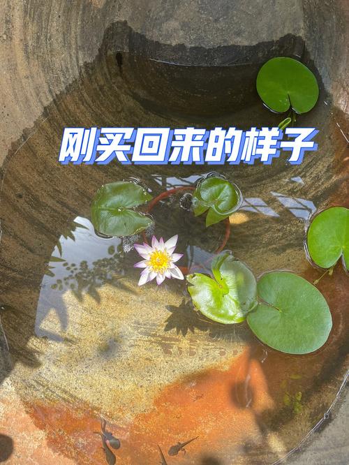 一叶莲水培怎么养 范文模稿