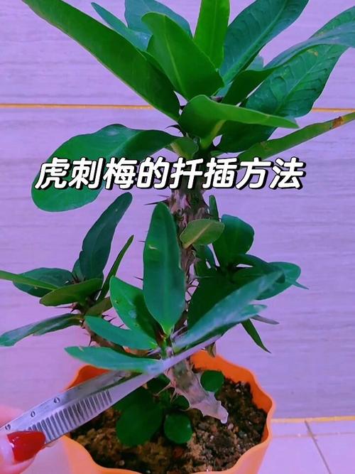 刺梅花的养殖方法 范文模稿