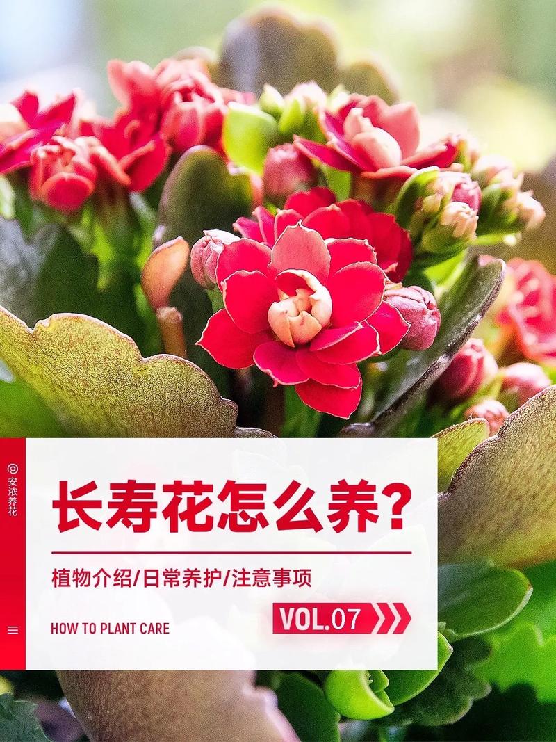 大叶长寿花养殖方法很简单只需做好这5点 范文模稿