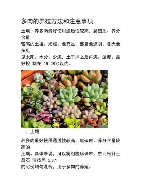 养多肉的基础常识简化养护方式学会放养更容易成活 范文模稿