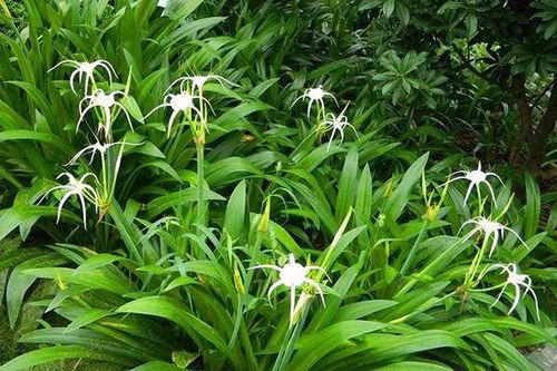 庭院背阴处不栽种这些耐阴植物可惜了 范文模稿