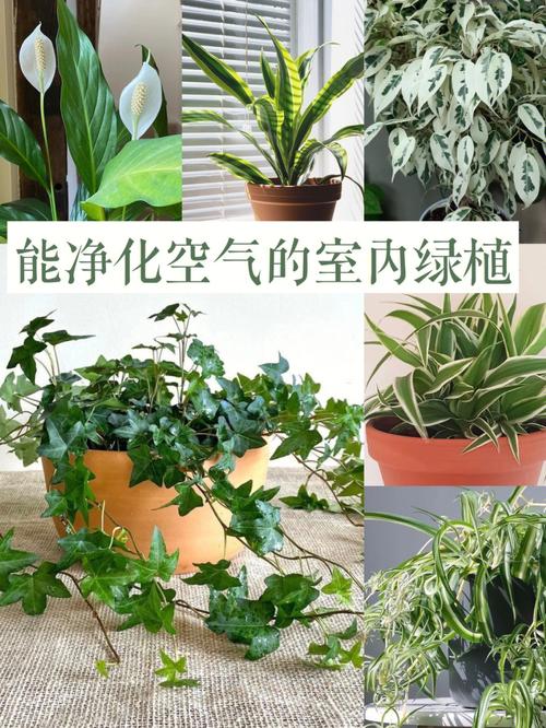 难怪室内空气那么清新原来养了这4种植物每一次呼吸都是享受 范文模稿