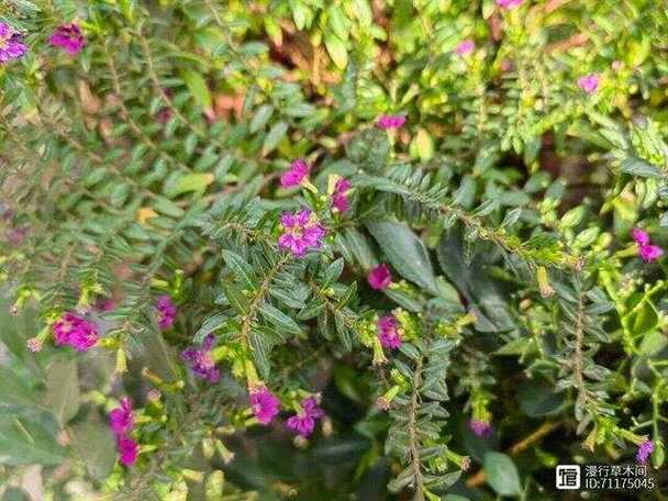 细叶萼距花丨俗称满天星皮实好养耐热耐旱花开灿烂 范文模稿