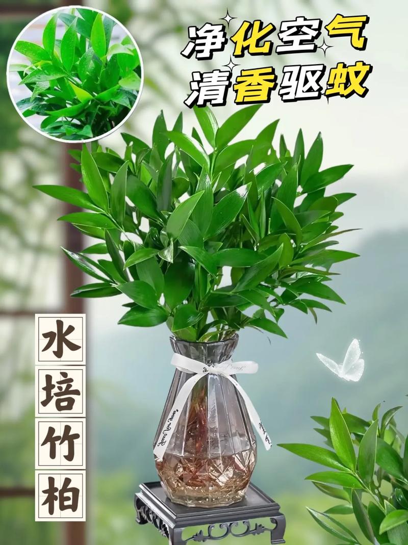 竹柏能驱蚊吗家有竹柏福寿延绵养护好它并不难 范文模稿