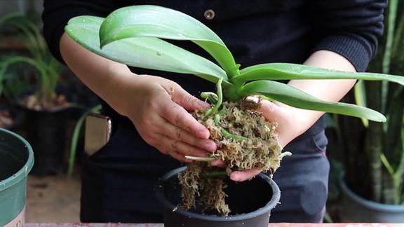 蝴蝶兰水苔种植注意事项 范文模稿