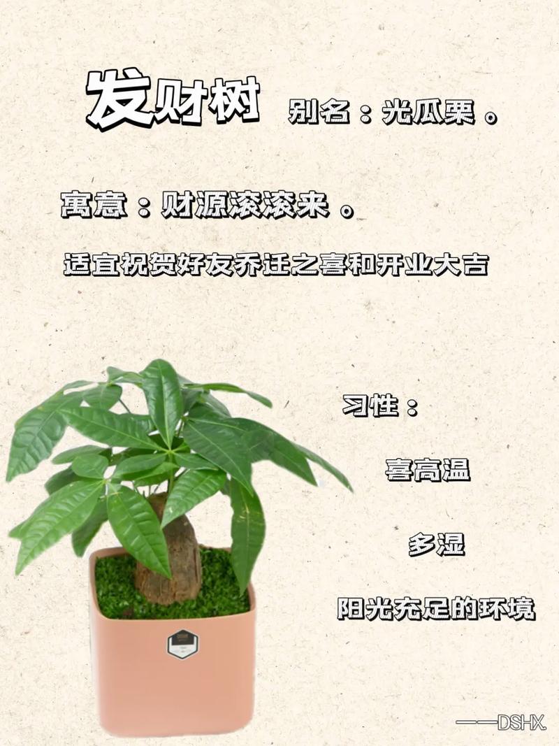 童马植界单杆发财树的养护 范文模稿