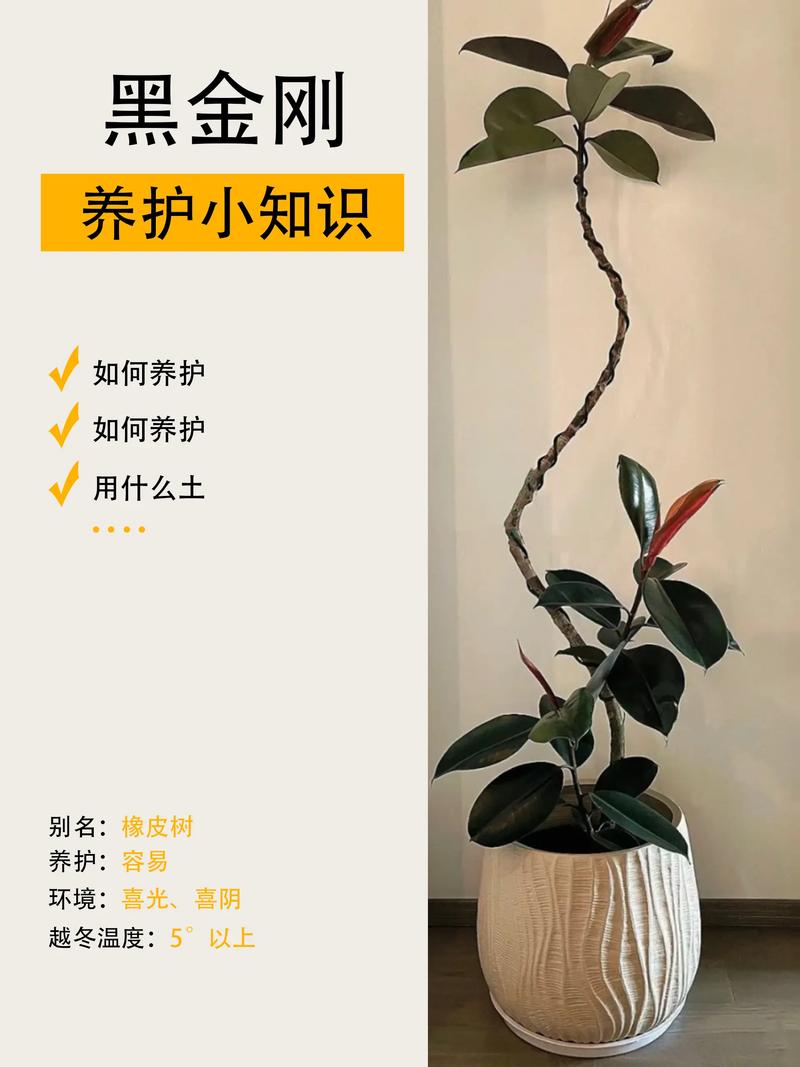 橡皮树的养殖方法和注意事项 范文模稿