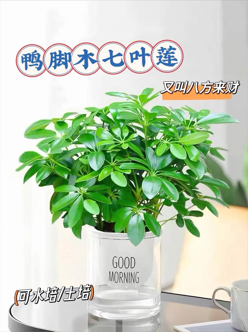 这3种植物特别适合小白种植养护简单存活率高 范文模稿