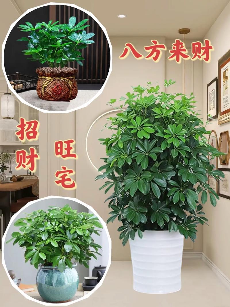 家里养盆这种绿植寓意好并且一年四季都绿油油的 范文模稿