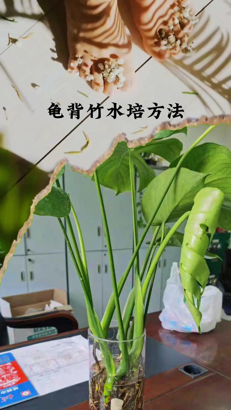 网红植物龟背竹教你三点养护小技巧叶子长的比锅盖大 范文模稿