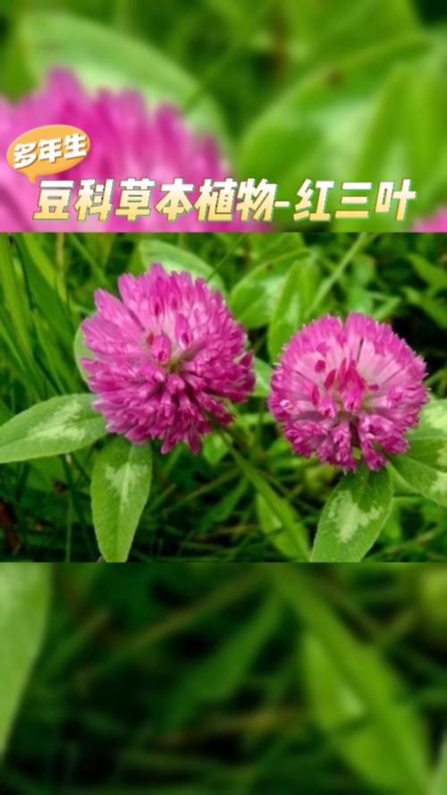 红三叶栽培技巧不仅开花美还能做牧草绿肥种一次用35年 范文模稿