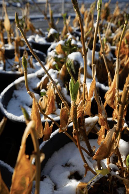 家里没暖气绿植花卉远离窗户小心冻死低温很可怕 范文模稿