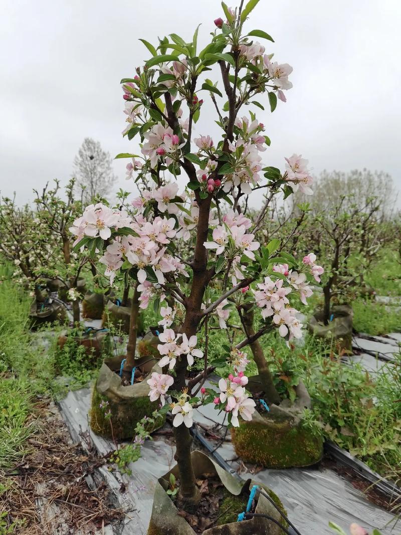 苹果树花前花后管理技术要点 范文模稿