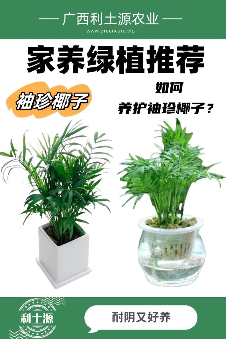 袖珍椰子的种植养护及注意事项 范文模稿