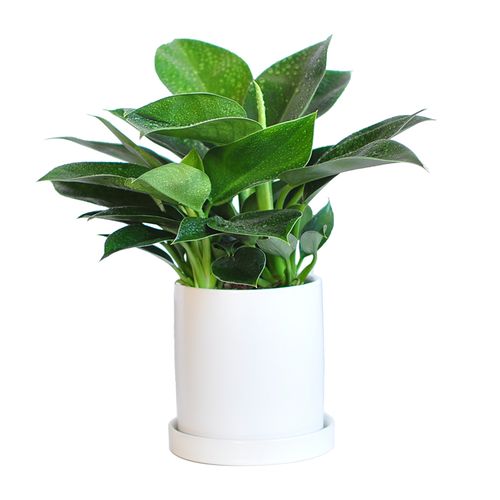 居家办公三个月办公桌上的绿植还好吗 范文模稿