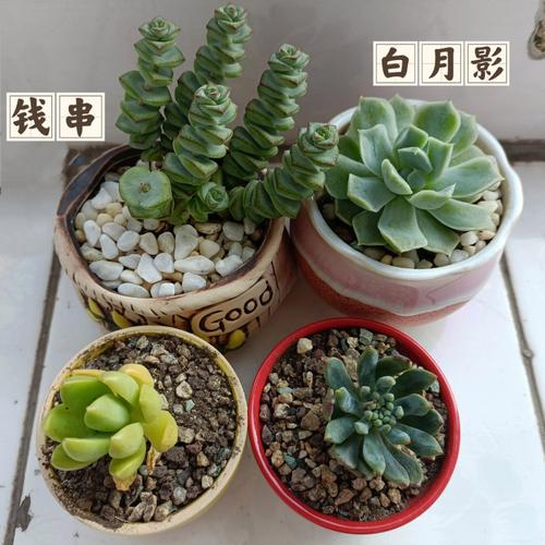 绿植好养还是多肉好养能养绿植不养多肉绿植成活率高 范文模稿