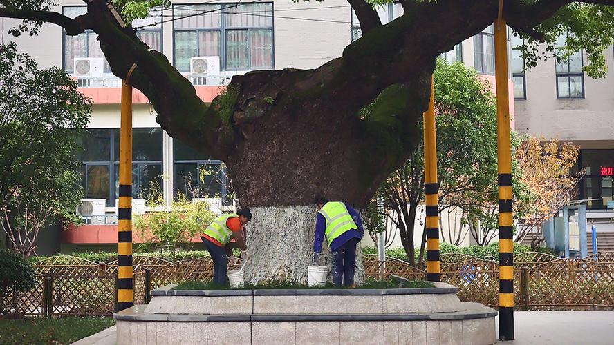 刷白施肥杭州这些树木开始享受冬季护理 范文模稿