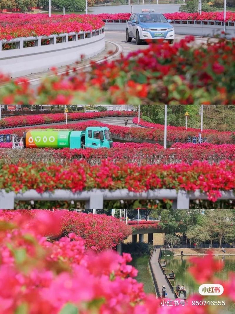 深圳人注意种花养草官方有奖补 范文模稿