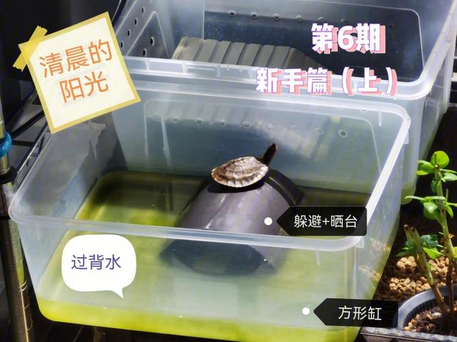 有过滤养龟就不换水还是勤换水不要过滤呢 范文模稿 有过滤养龟就不换水还是勤换水不要过滤呢 范文模稿