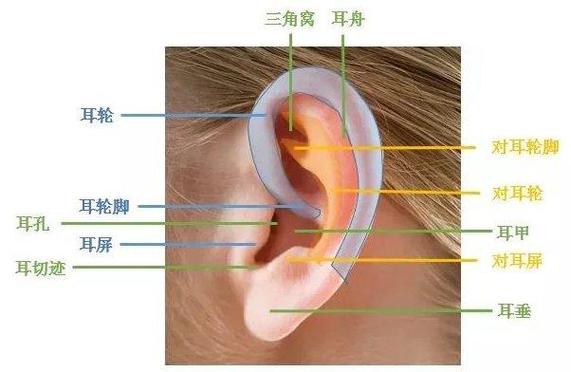 耳畔之美,介绍装修中的耳朵形状设计艺术 建筑知识